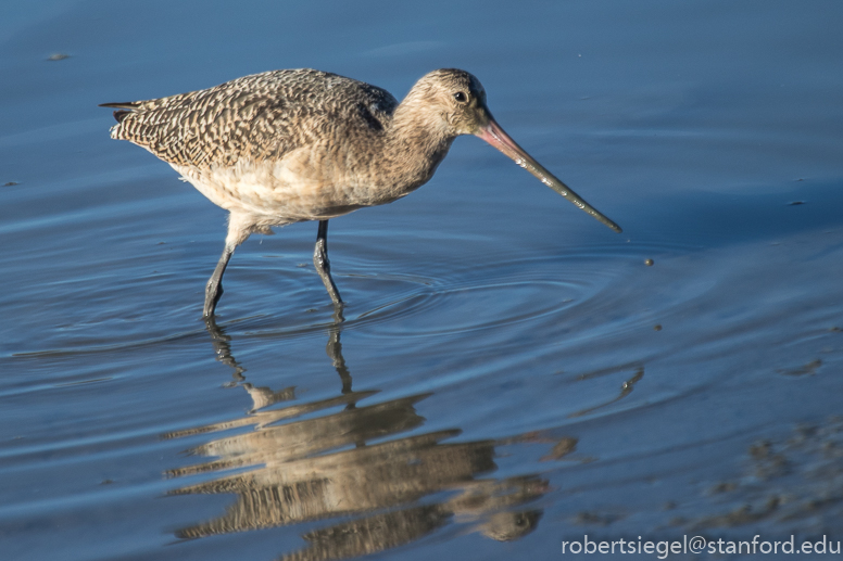 baylands